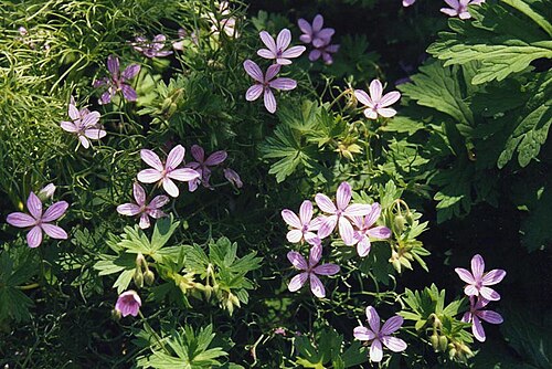 Asphodel cranesbill: Geranium asphodeloides