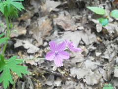 Asphodel cranesbill (Geranium asphodeloides)