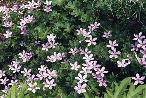 Asphodel cranesbill: Geranium asphodeloides