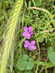 Asphodel cranesbill (Geranium asphodeloides)