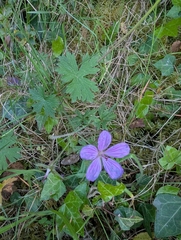 Asphodel cranesbill (Geranium asphodeloides)