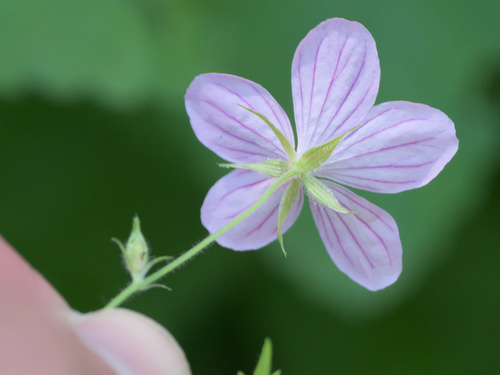 Asphodel cranesbill (Geranium asphodeloides)