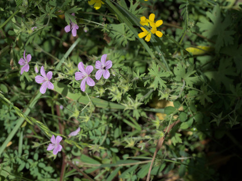 Asphodel cranesbill (Geranium asphodeloides)