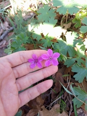 Asphodel cranesbill (Geranium asphodeloides)
