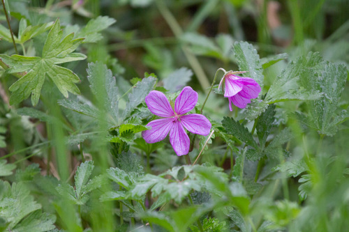 Asphodel cranesbill (Geranium asphodeloides)