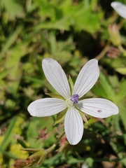 Asphodel cranesbill (Geranium asphodeloides)