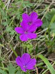 Asphodel cranesbill (Geranium asphodeloides)