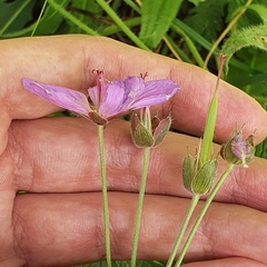 Geranium atlanticum (Geranium atlanticum)