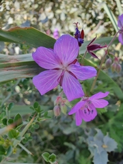 Geranium atlanticum (Geranium atlanticum)