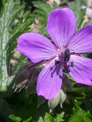 Geranium atlanticum (Geranium atlanticum)
