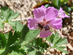 Geranium atlanticum (Geranium atlanticum)