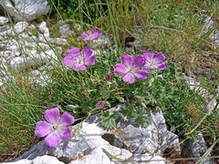 Geranium austroapenninum (Geranium austroapenninum)
