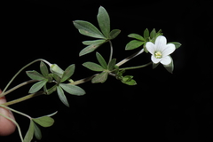 Geranium ayavacense (Geranium ayavacense)