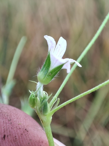 Geranium ayavacense (Geranium ayavacense)