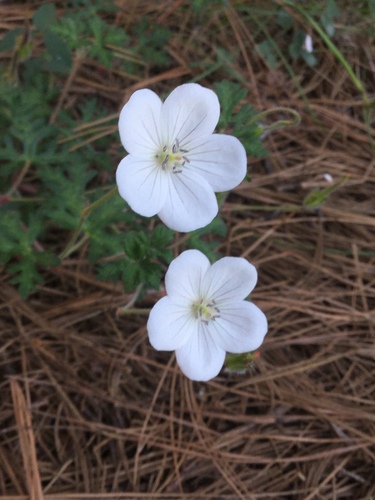 Geranium bellum (Geranium bellum)