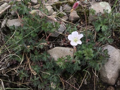 Geranium bellum (Geranium bellum)