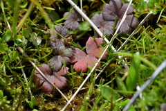Geranium brevicaule (Geranium brevicaule)