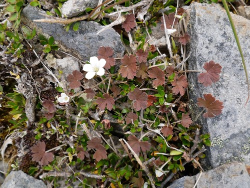 Geranium brevicaule (Geranium brevicaule)
