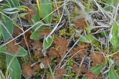 Geranium brevicaule (Geranium brevicaule)