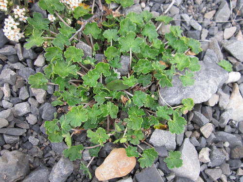 Geranium brevicaule (Geranium brevicaule)