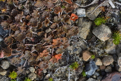 Geranium brevicaule (Geranium brevicaule)
