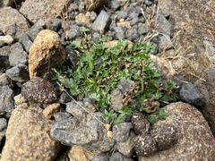 Geranium brevicaule (Geranium brevicaule)