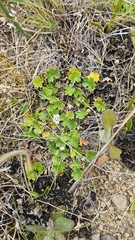 Geranium brevicaule (Geranium brevicaule)