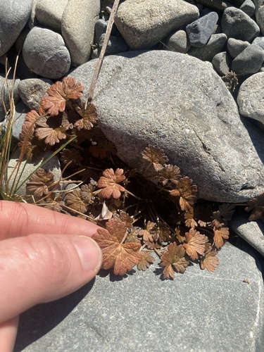 Geranium brevicaule (Geranium brevicaule)