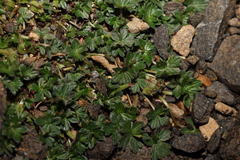 Geranium brevicaule (Geranium brevicaule)