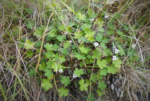 Geranium brevicaule (Geranium brevicaule)