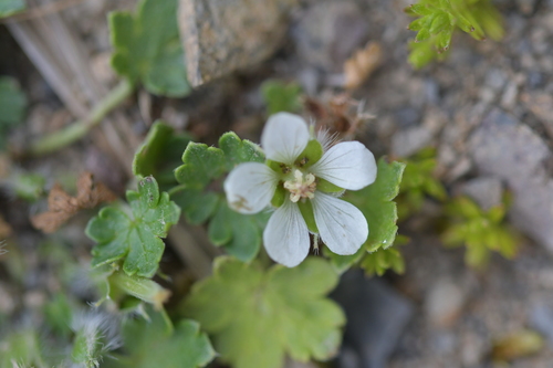 Geranium brevicaule (Geranium brevicaule)