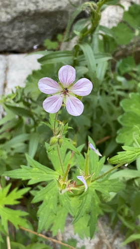 California cranesbill (Geranium californicum)