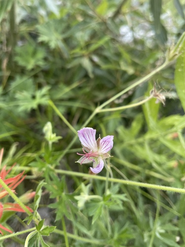 California cranesbill (Geranium californicum)