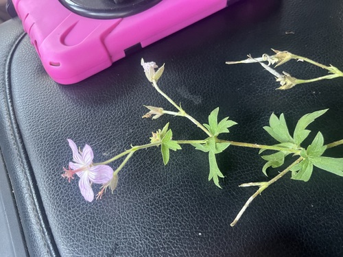 California cranesbill (Geranium californicum)