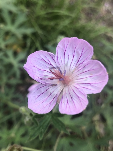 California cranesbill (Geranium californicum)