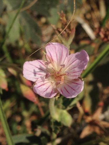 California cranesbill (Geranium californicum)
