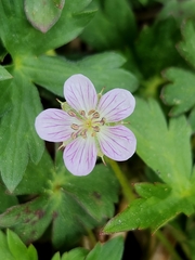 California cranesbill (Geranium californicum)