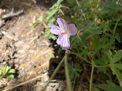 California cranesbill (Geranium californicum)