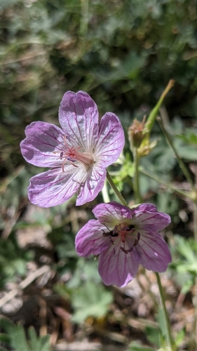 California cranesbill (Geranium californicum)
