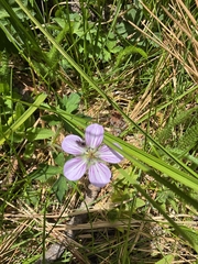 California cranesbill (Geranium californicum)