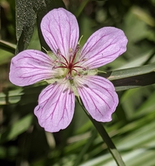 California cranesbill (Geranium californicum)