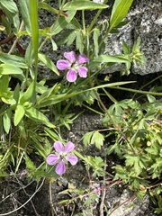 California cranesbill (Geranium californicum)