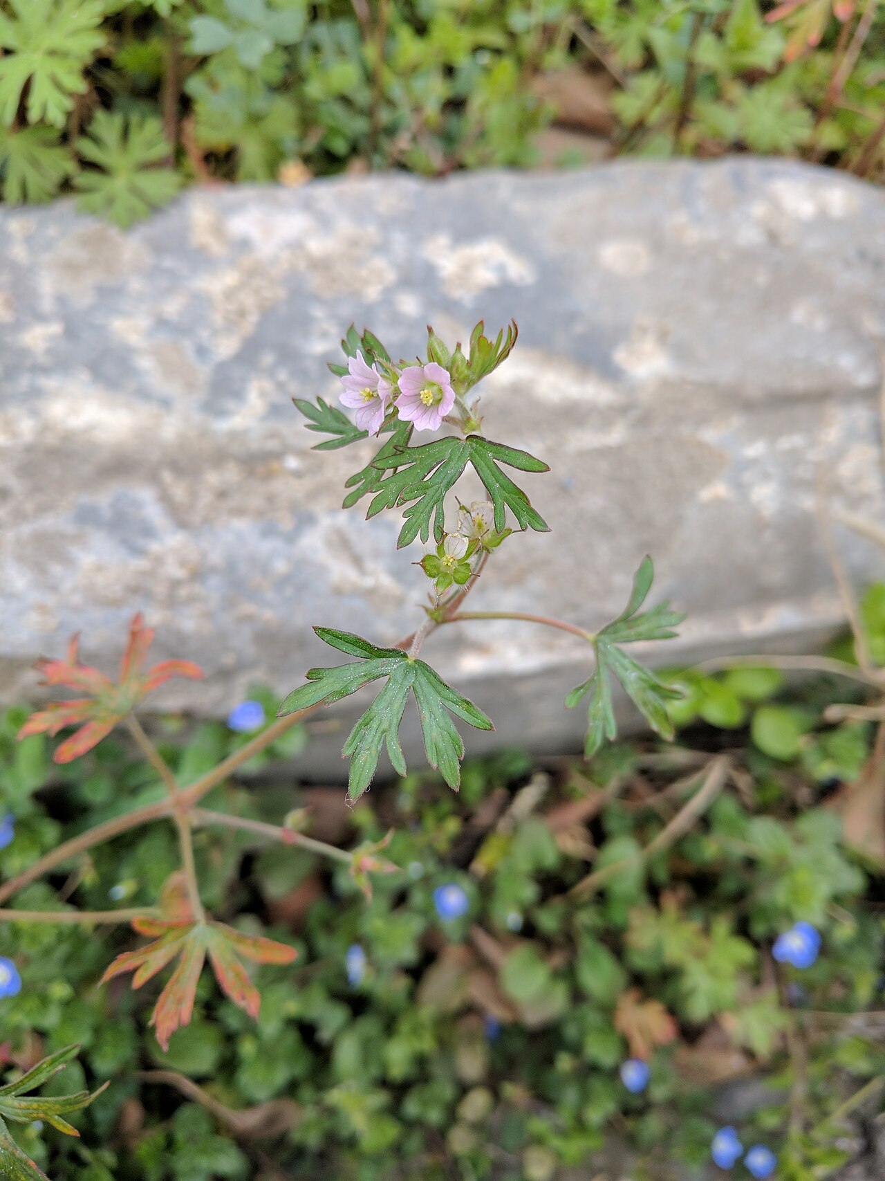 Carolina geranium: Geranium carolinianum , photographed in Central China Normal University, Wuhan, Hubei Province, China