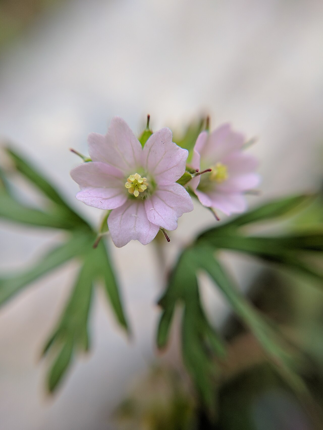Carolina geranium: Geranium carolinianum , photographed in Central China Normal University, Wuhan, Hubei Province, China