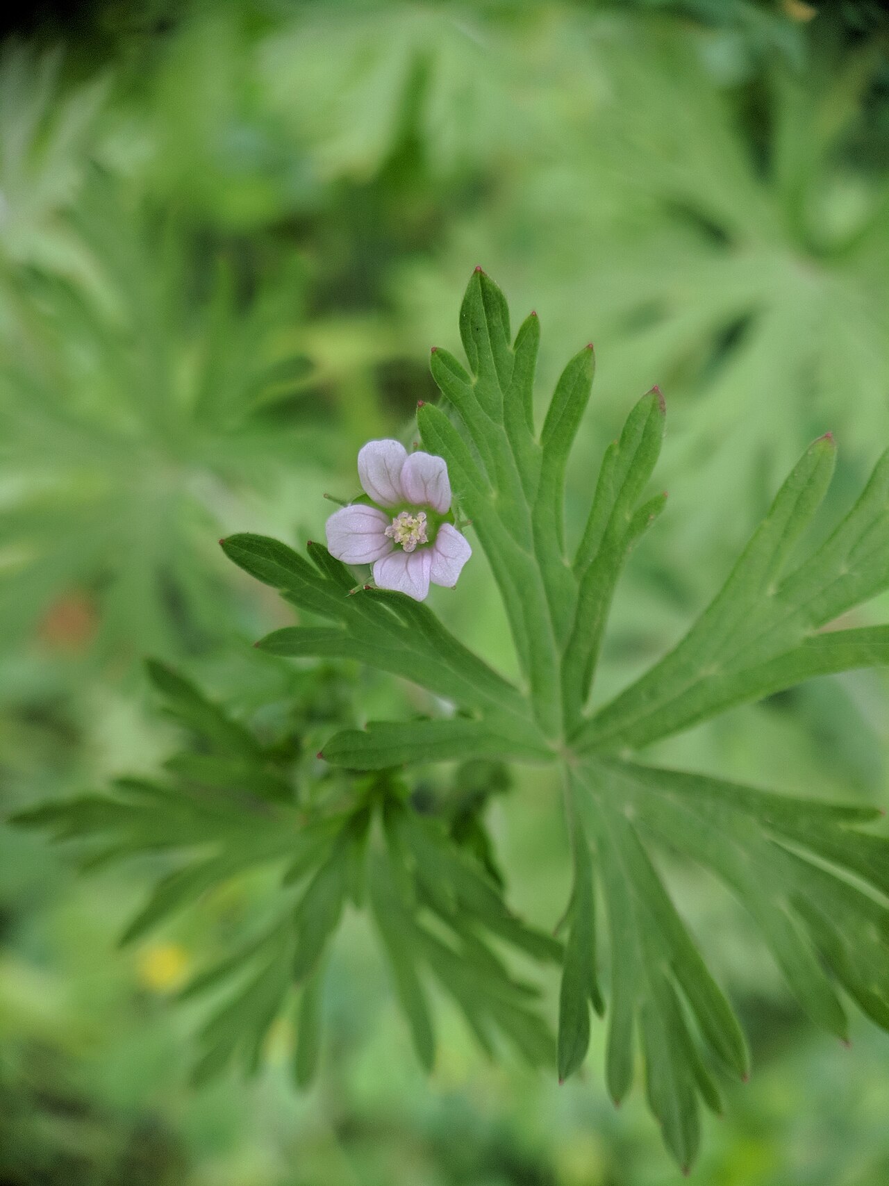 Carolina geranium: Geranium carolinianum , photographed in Central China Normal University, Wuhan, Hubei Province, China