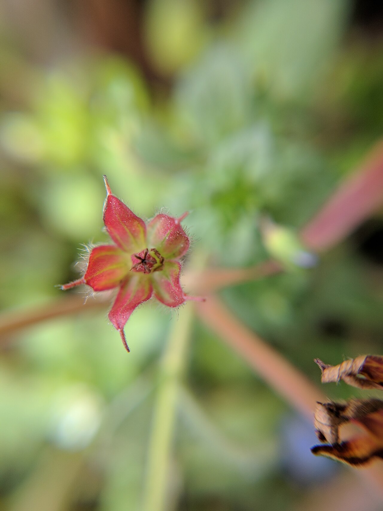 Carolina geranium: Geranium carolinianum , photographed in Central China Normal University, Wuhan, Hubei Province, China