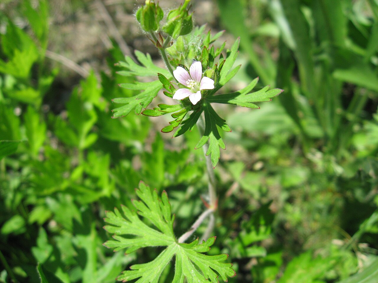 Carolina geranium: 福島県会津若松市