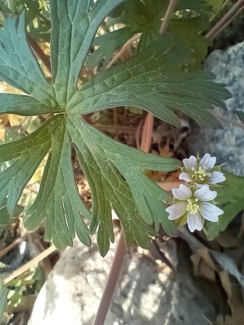 Carolina geranium: Leaf and flowers of Carolina cranesbill, Geranium carolinianum . https://www.inaturalist.org/photos/480220406