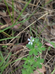 Geranium chilloense (Geranium chilloense)