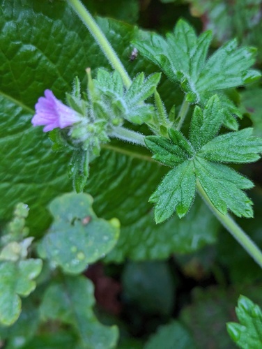 Geranium chilloense (Geranium chilloense)